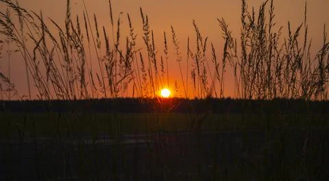 Distant Orange Sunset Behind The Wheat Stock Photos