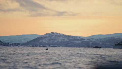 Distant Orca and Whale Watching Boat in Arctic Fjord Stock Footage 340948501