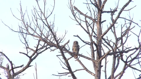 Distant Owl In Tree Stock Footage 104293124