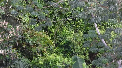 Distant Parakeet Parrot Resting in Tree Canopy Brazil 스톡 동영상 325682637