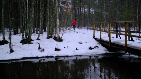 Distant Person Walking Dogs Through Snowy Forest Near Wooden Footbridge Stock Footage 344899375