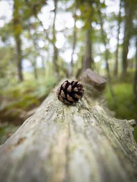 Distant Pine Cone Stock Photos
