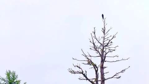 Distant raven perched in the forest Stock-Footage 81723053