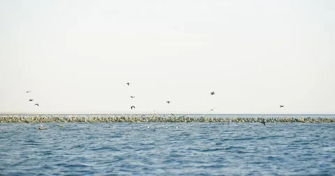 Distant Seabird Colony Across Open Ocean Water Stock Footage 341640159