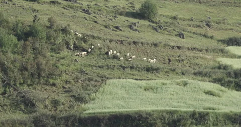 A distant shot of a flock of sheep on a mountainside, accompanied by a shepherd Stock Footage 292340804