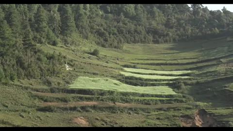 A distant shot of a flock of sheep on a mountainside, accompanied by a shepherd Stock Footage 292609417