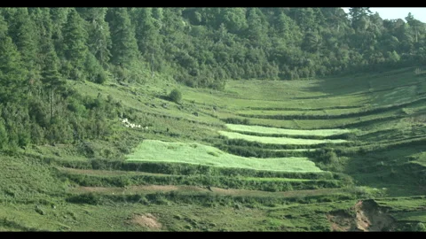 A distant shot of a flock of sheep on a mountainside, accompanied by a shepherd Stock Footage 292609426
