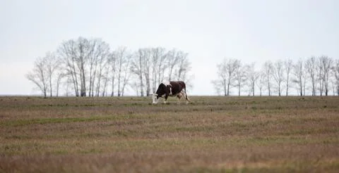 Distant side shot of a lone black-and-white cow in the field. Trees and grey  Stock Photos