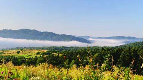 Distant slopy hills behind mist flow in pine forest valley Video stock 323880389
