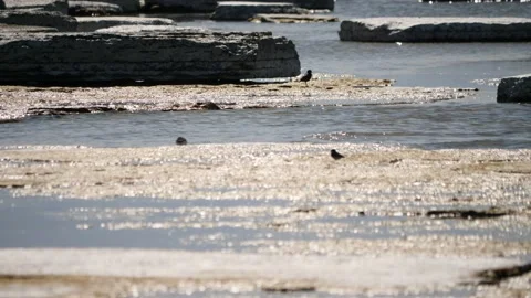 Distant Small Bird Walking on Limestone Beach, Summer Holiday Island Oland Stock Footage 208848642