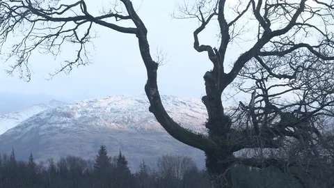 Distant snow topped scottish mountain through tree Stock-Footage 71389342