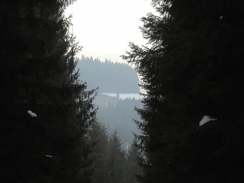 Distant Snowy meadow with large spruce trees in foreground, Beskydy, Czech. Stock Photos