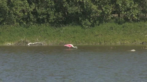 Distant spoonbill Stock Footage 5164735