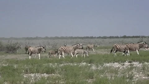 Distant sprint while nearer animals keep walking — Part 57 스톡 동영상 320846372