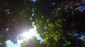 Distant sun shining brightly between branches of trees, warming by its heat HD Footage