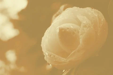 Distant sweet memories Stock Photos