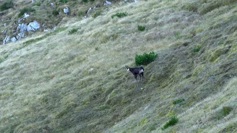 Distant Tatra Chamois Crossing High Mountain Grassland Stock-Footage 345629368