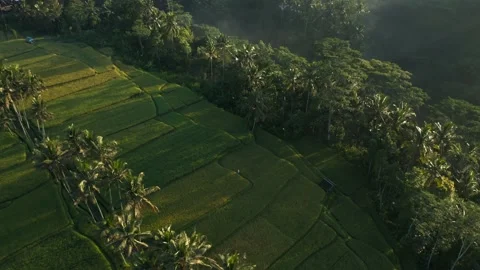 Distant tourist woman walking on path between patchwork rice field in Video stock 166301760