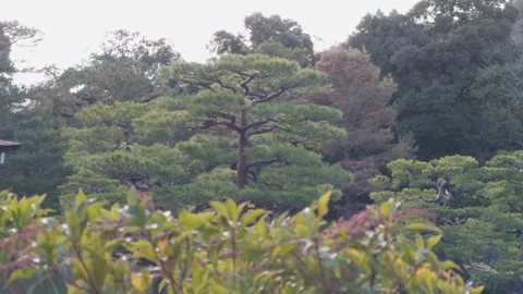 Distant Tree Silhouette 스톡 동영상 316071275