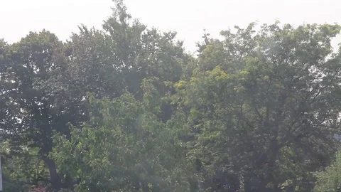Distant Trees, Through window, Birds Stock Footage