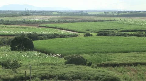 Distant View Of Agricultural Fields Stock-Footage 19030108