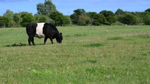Distant view of a belted galloway cow heifer grazing on a summer day Stock Footage 135550762
