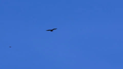 Distant view of a bird gliding across a bright blue sky with wings fully spread. Stock Footage 312848466