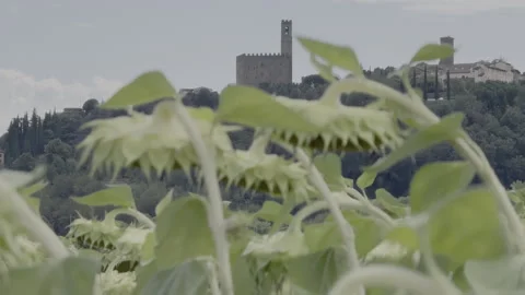 Distant view of the Castle of the Conti Guidi surrounded by sunflowers Stock Footage 327134171