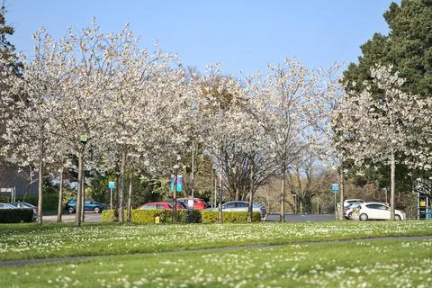 Distant view of delicate spring white cherry (Prunus Shogetsu Oku Miyako) bloom Stock Photos