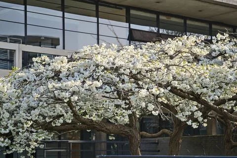 Distant view of delicate spring white cherry (Prunus Shogetsu Oku Miyako) bloom Stock Photos