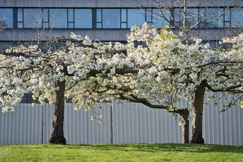 Distant view of delicate spring white cherry (Prunus Shogetsu Oku Miyako) bloom Stock Photos