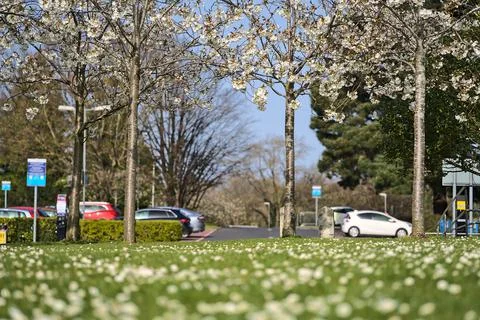 Distant view of delicate spring white cherry (Prunus Shogetsu Oku Miyako) bloom Stock Photos