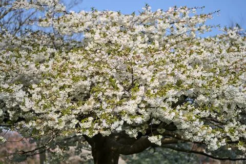 Distant view of delicate spring white cherry (Prunus Shogetsu Oku Miyako) bloom Stock Photos