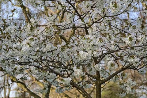 Distant view of delicate spring white cherry (Prunus Shogetsu Oku Miyako) bloom Stock Photos