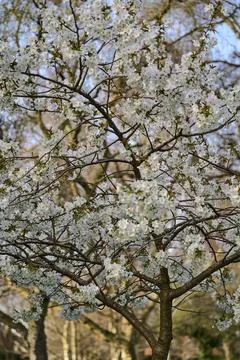Distant view of delicate spring white cherry (Prunus Shogetsu Oku Miyako) bloom Stock Photos