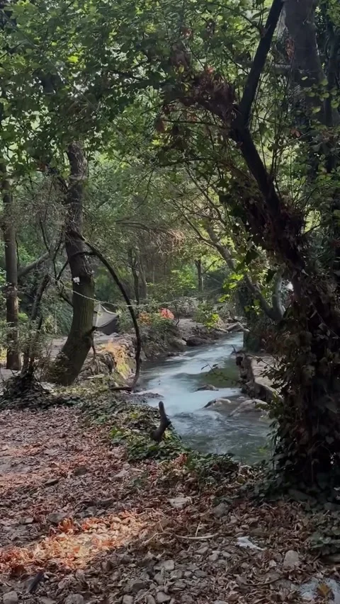 Distant View of Flowing Forest Stream in Autumn Woods Stock Footage 342267529
