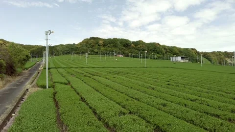 Distant View of Fresh Tea Fields in Fukuroi, Shizuoka, Japan Stock Footage 334370288