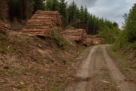 A distant view of freshly cut trees striped of branches and prepared for the saw Stock Photos