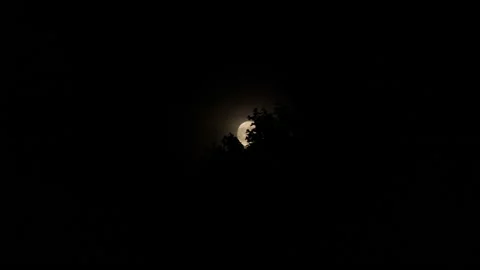 Distant view of a glowing moon rising above silhouetted trees Stock Footage 150718450