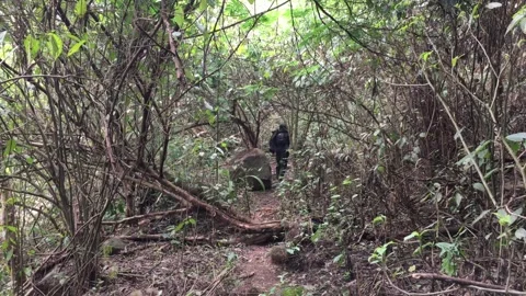 Distant View of a Hiker Walking Deep Inside a Dense Tropical Forest Stock-Footage 347694201