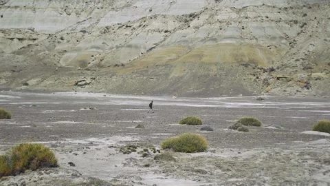Distant view of man walking alone on the desert Stock Footage 255896017