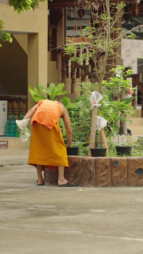 Distant view of a monk in an orange robe touching a flower pot Stock Footage 265484817