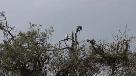 Distant View of Mountain HawkEagle in a Tree Stock Footage 250438645