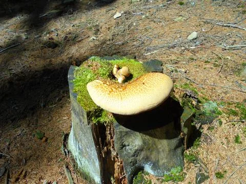 Distant view on old rotten stump of a spruce tree with pale mushroom Stock Photos
