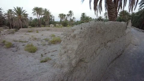 A distant view of the palm forest 動画素材 159578231