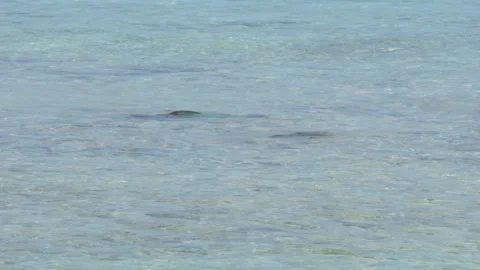 Distant view of a parrotfish tail above water in the clear sea of Los 動画素材 275897984