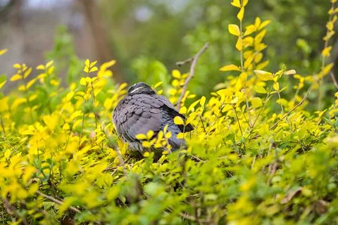 Distant view of poor common city feral pigeon (Columbidae) sleeping on bush Stock Photos