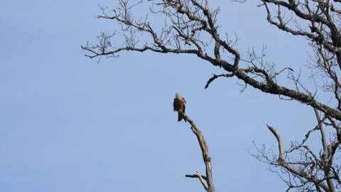 Distant view of red kite perched on bare dead tree branch against clear blue sky Stock Footage 337964034