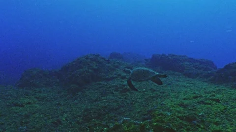 Distant view of a sea turtle swimming from the dark seabed in Hachijojima Stock Footage 342740996
