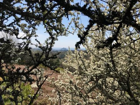 Distant View Of St Michaels Mount Through Tree Blossom In Spring Foto stock